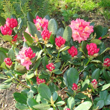 acelasi rhodo la inceputul infloririi